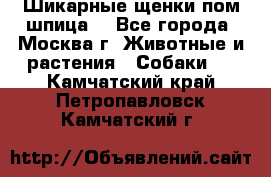 Шикарные щенки пом шпица  - Все города, Москва г. Животные и растения » Собаки   . Камчатский край,Петропавловск-Камчатский г.